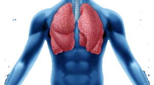 lungs